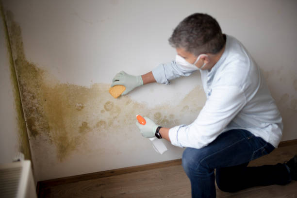 Best Asbestos and Lead Testing During Mold Inspection  in Prairie Heights, WA