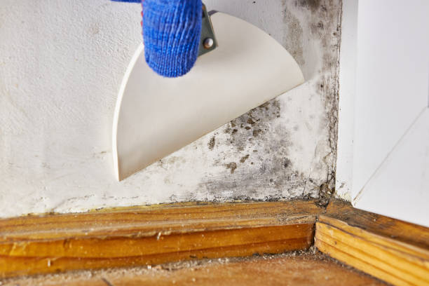 Best Mold Removal for HVAC Installations  in Prairie Heights, WA